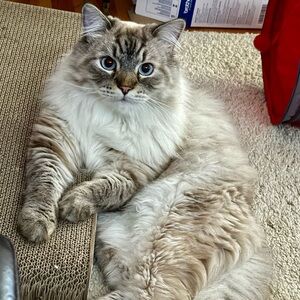 Meet your Posher, Anne